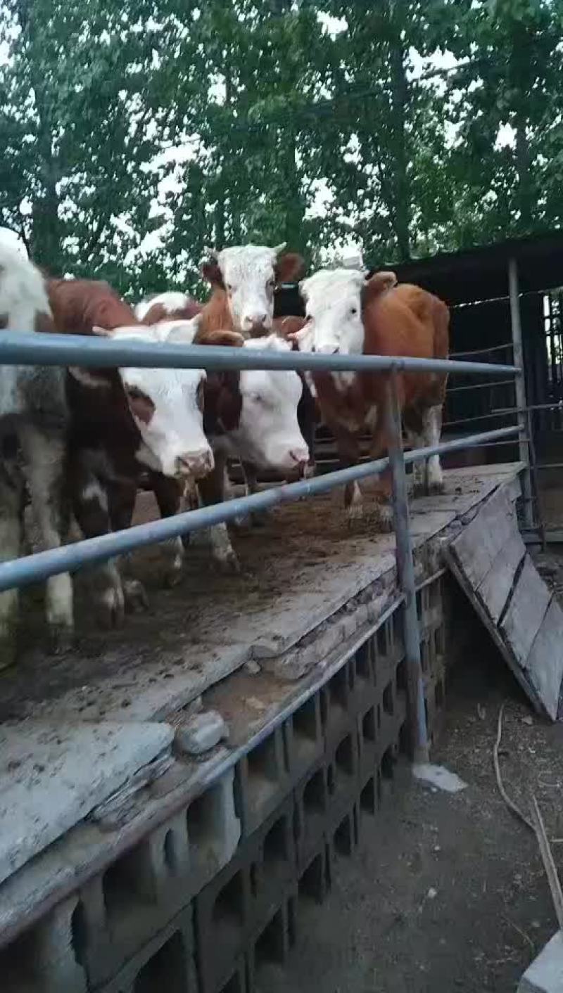 西门塔尔牛犊