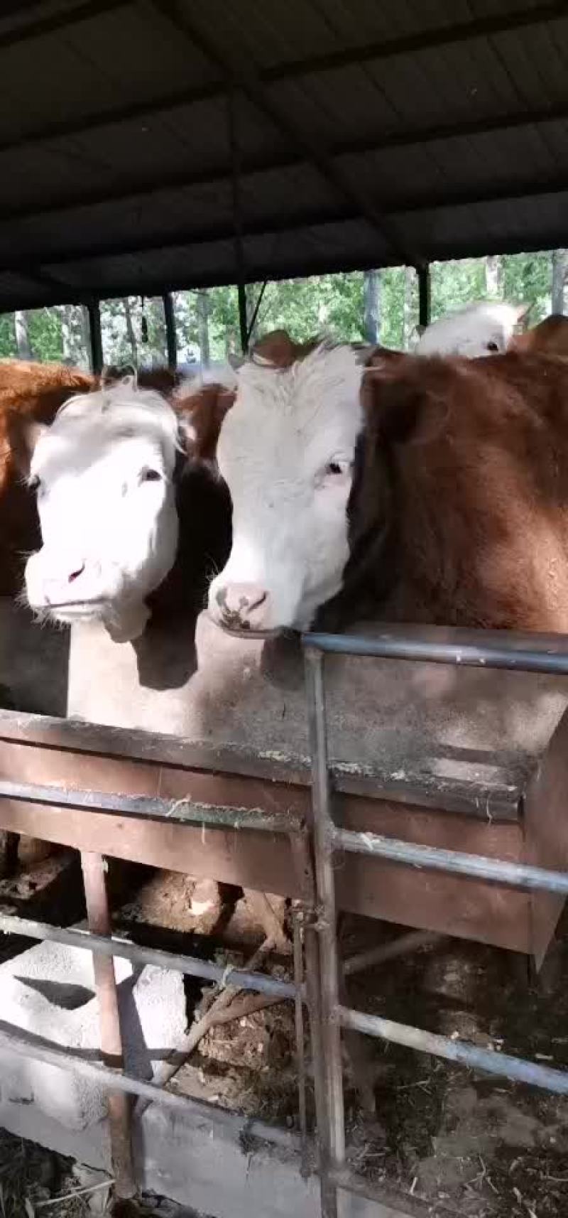 西门塔尔牛犊