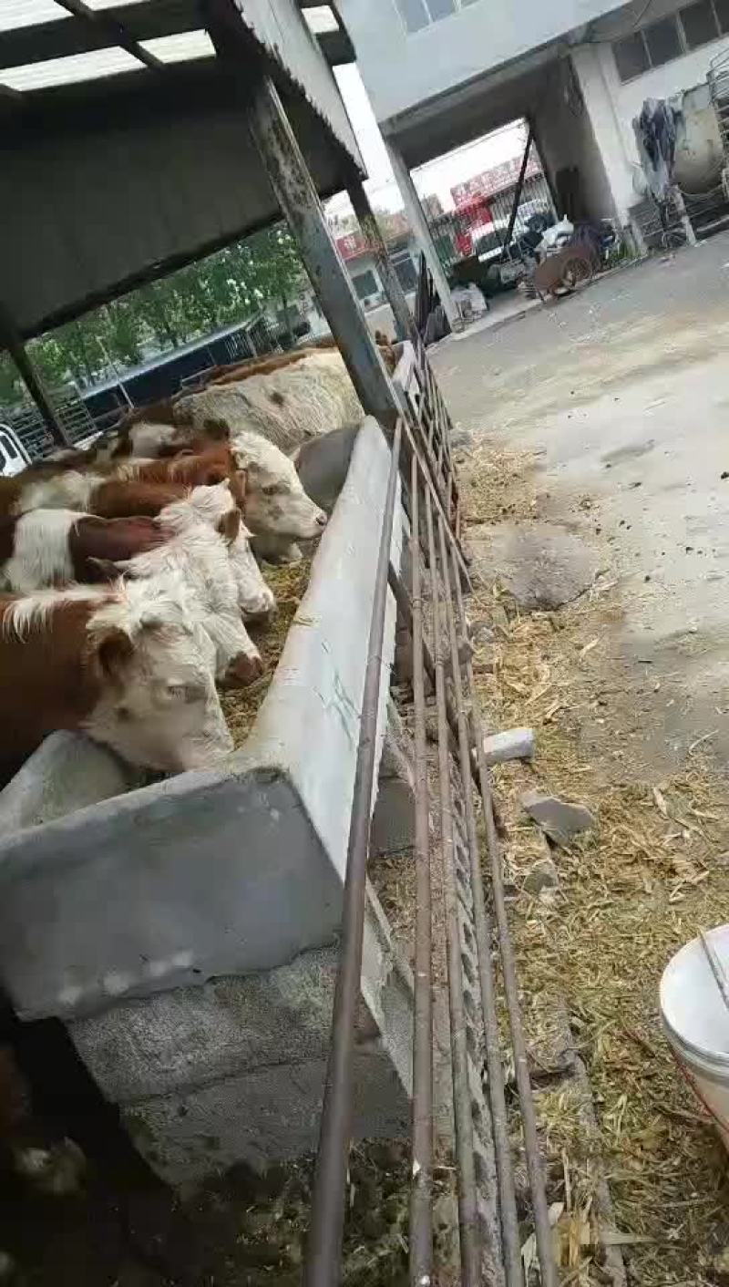 西门塔尔牛犊