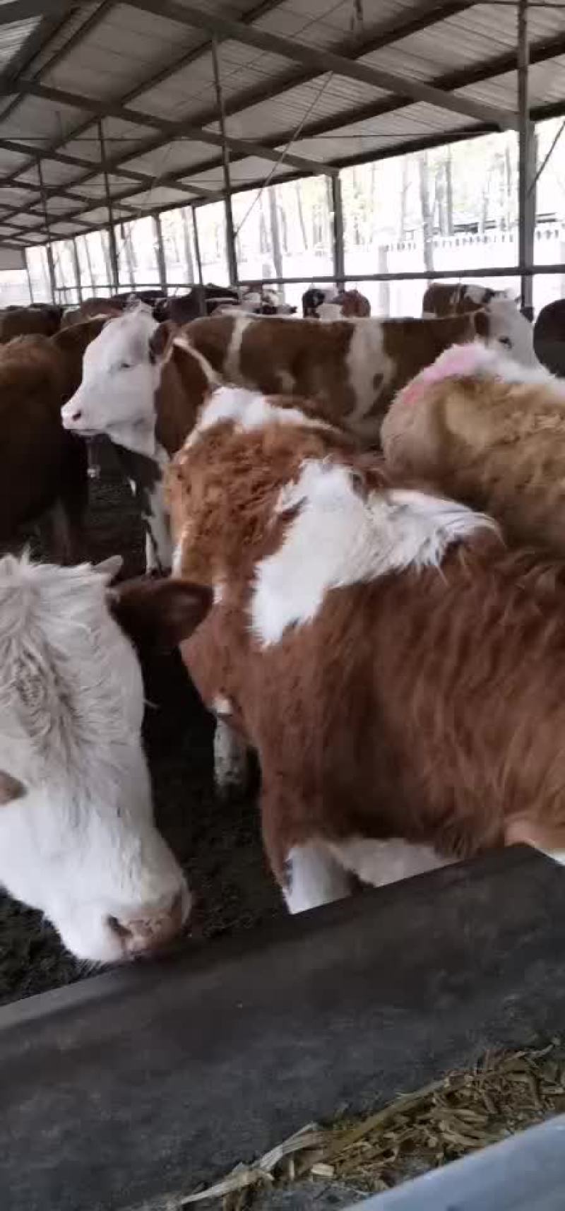西门塔尔牛犊