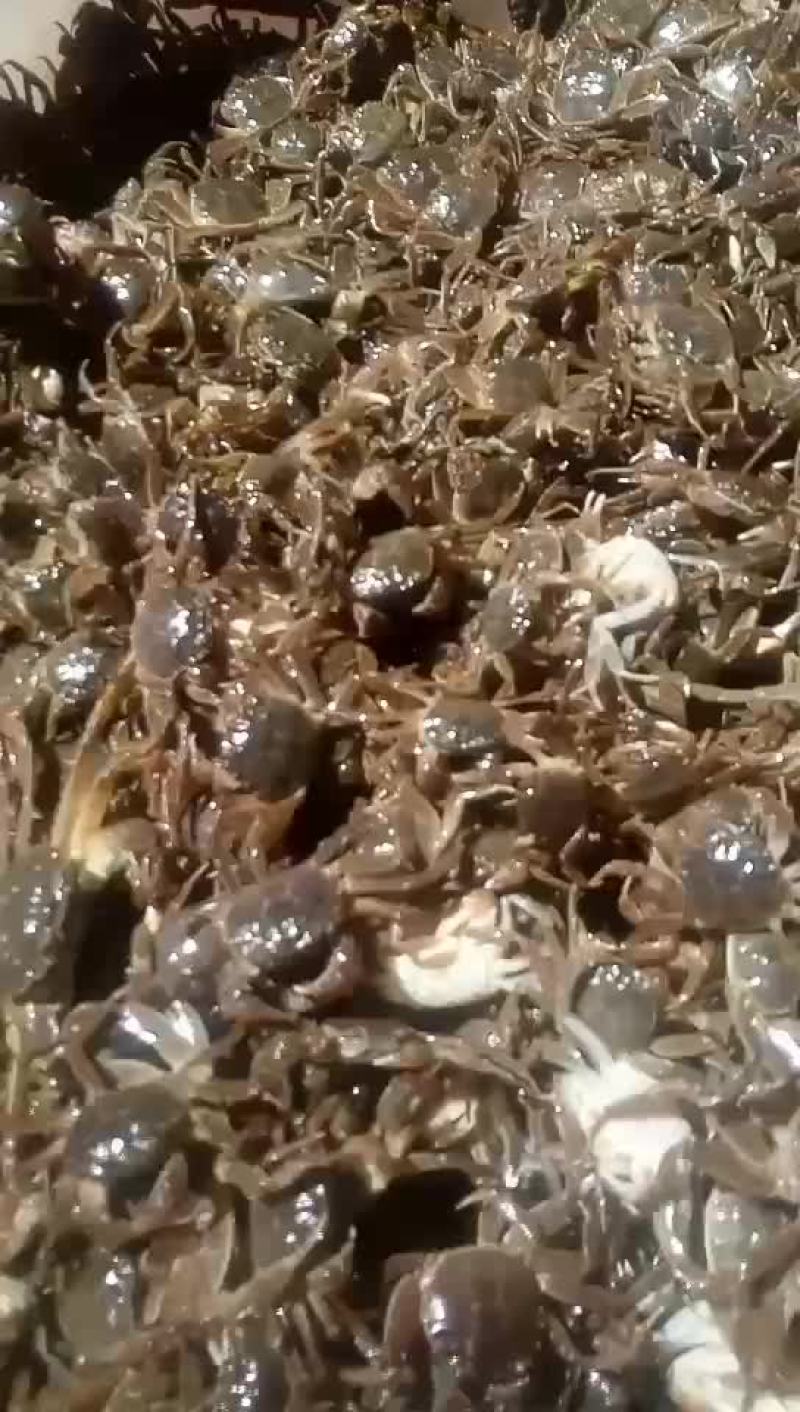 蟹苗