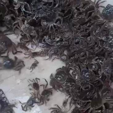 蟹苗