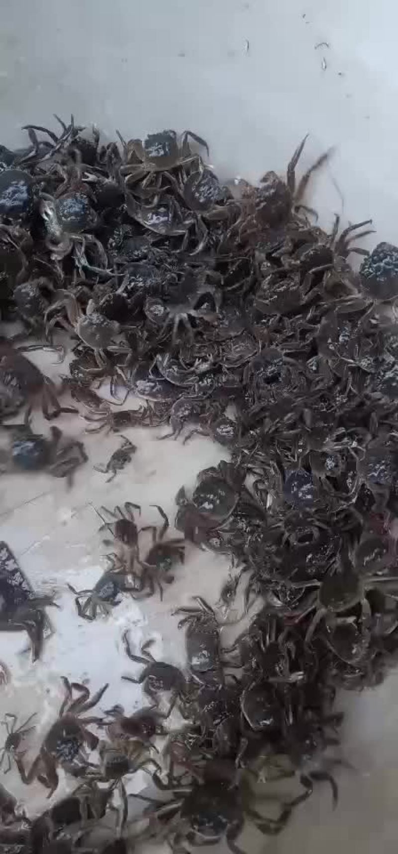 蟹苗