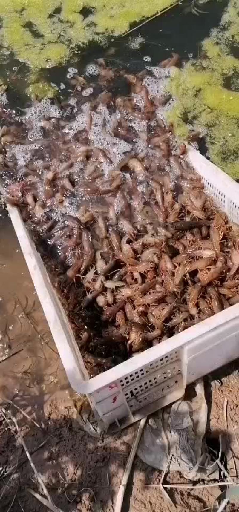 小龙虾苗