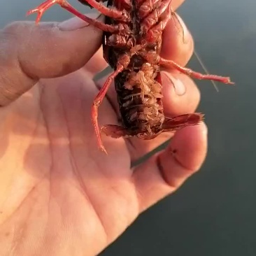 小龙虾苗