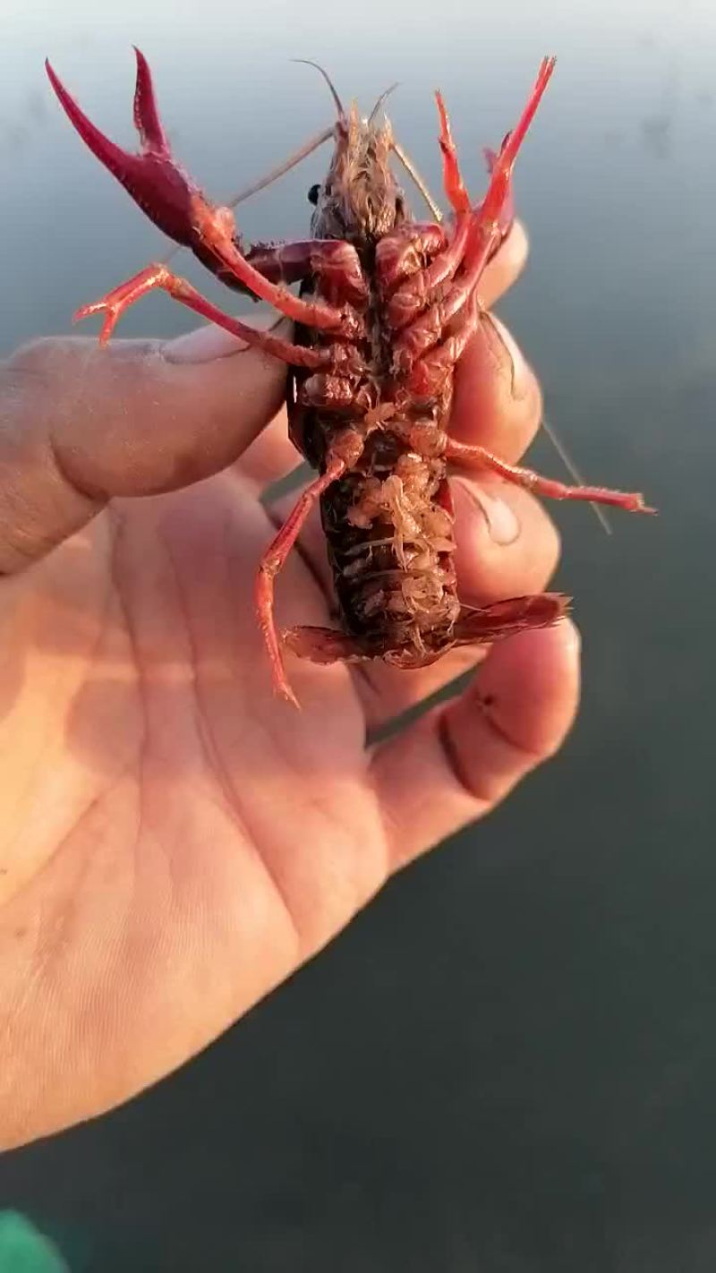小龙虾苗