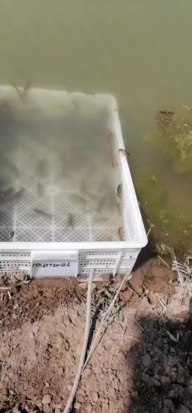 小龙虾苗
