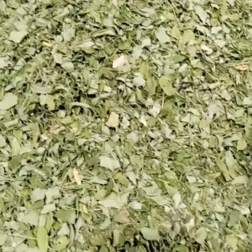 辣木叶辣木食用辣木叶野生辣木茶云南辣木叶茶辣木籽茶辣木叶