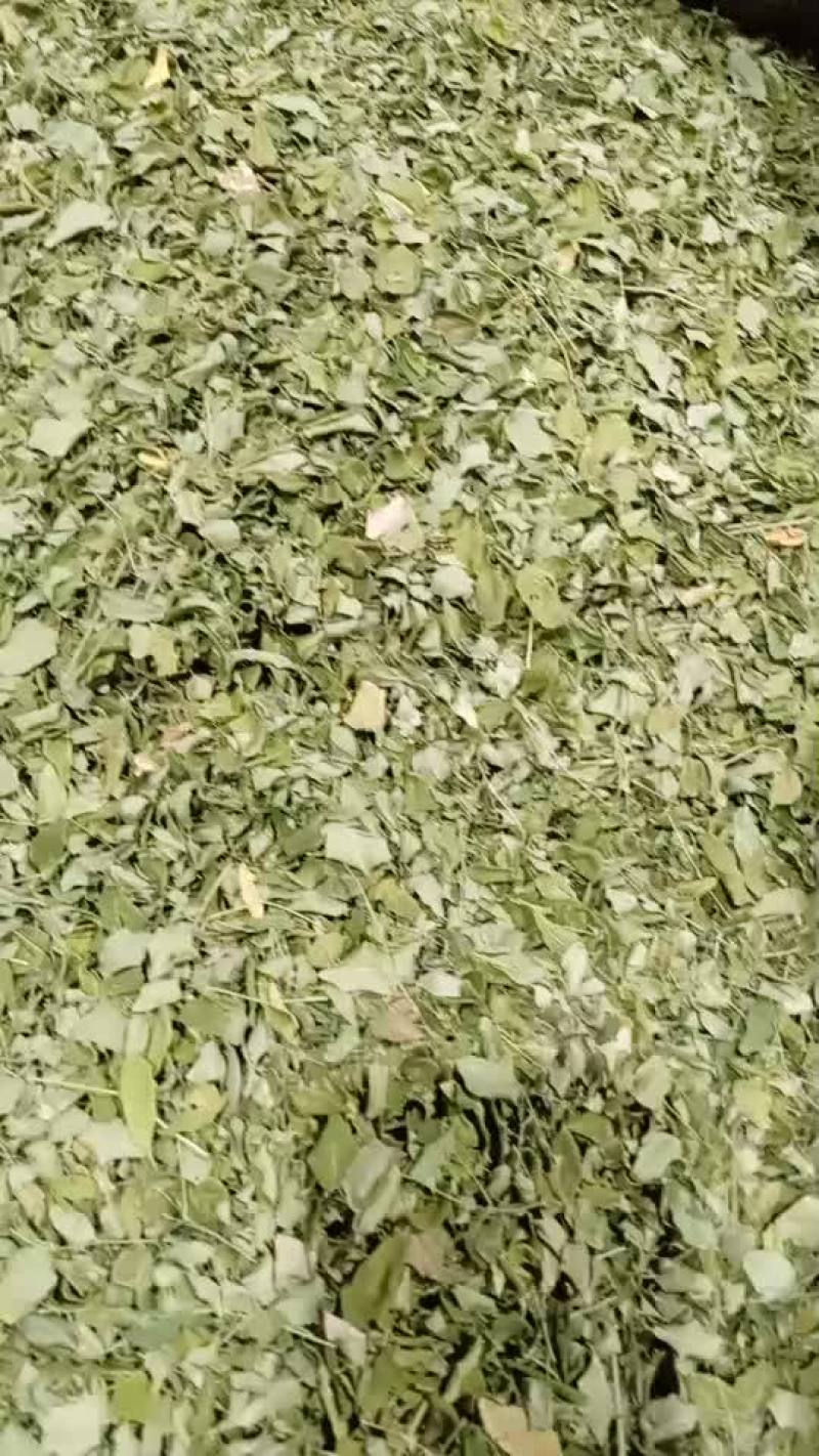 辣木叶辣木食用辣木叶野生辣木茶云南辣木叶茶辣木籽茶辣木叶