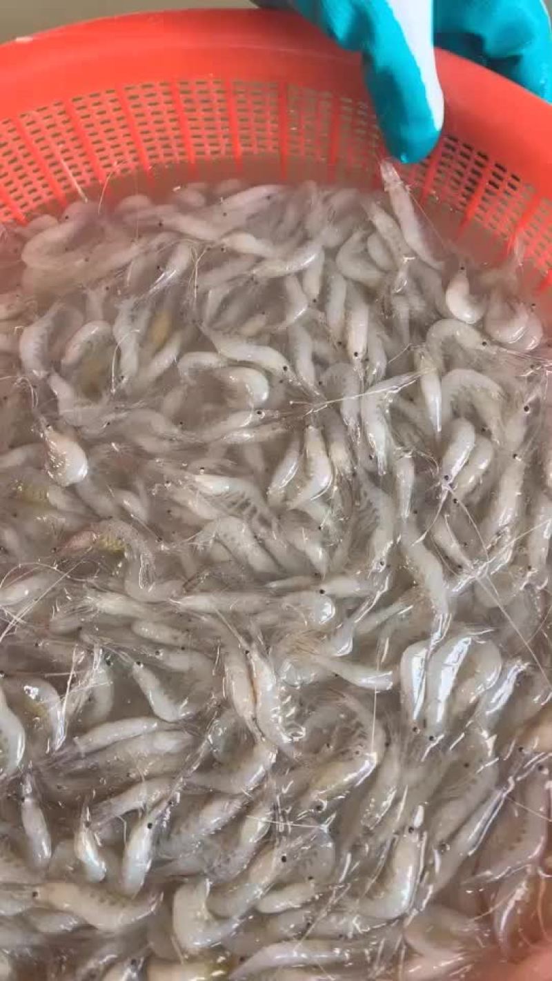 淡水白虾质量保证，需要联系