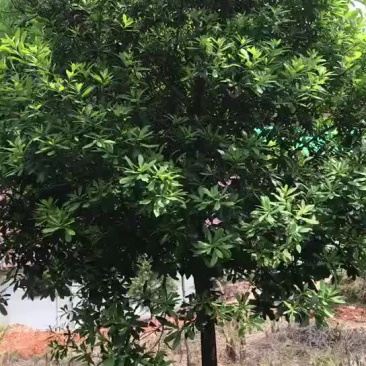 精品高分之杨梅树出售