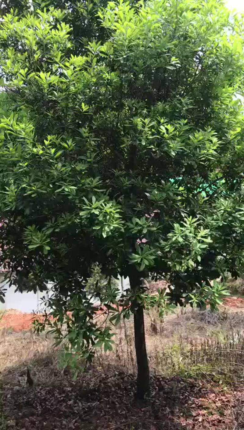 精品高分之杨梅树出售
