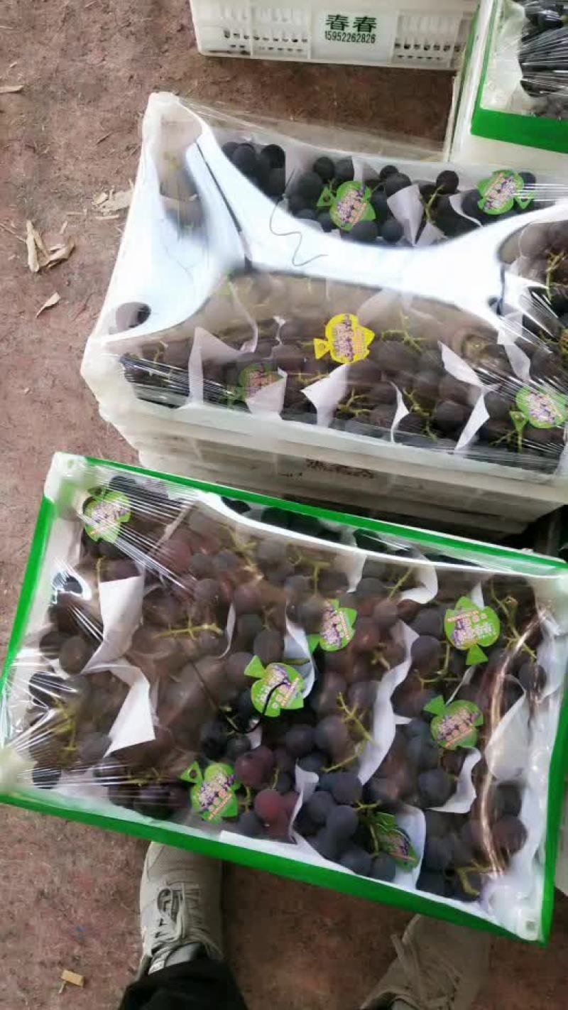 葡萄大量上市啦，