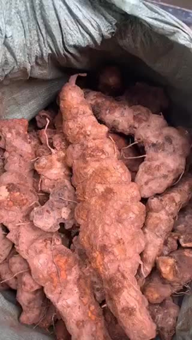 新鲜土茯苓云南广西广东有货