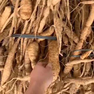 牛大力统货长期供应大量出售