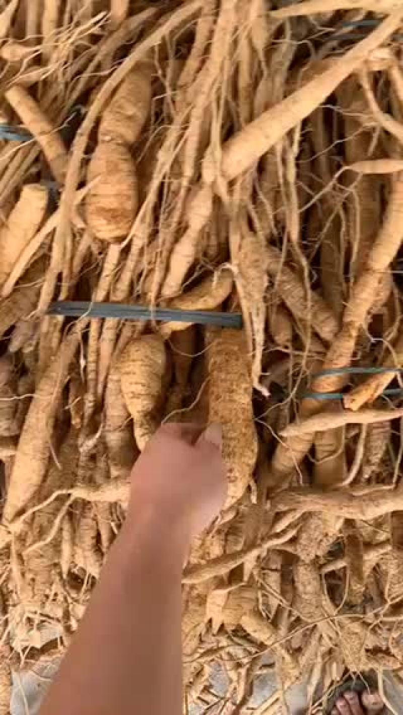 牛大力统货长期供应大量出售