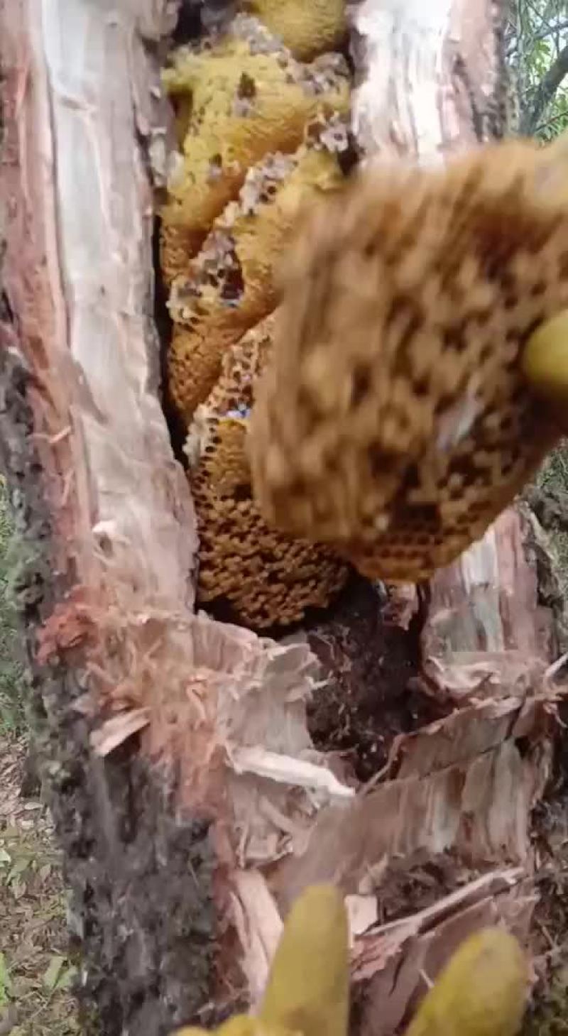 野生蜂蜜
