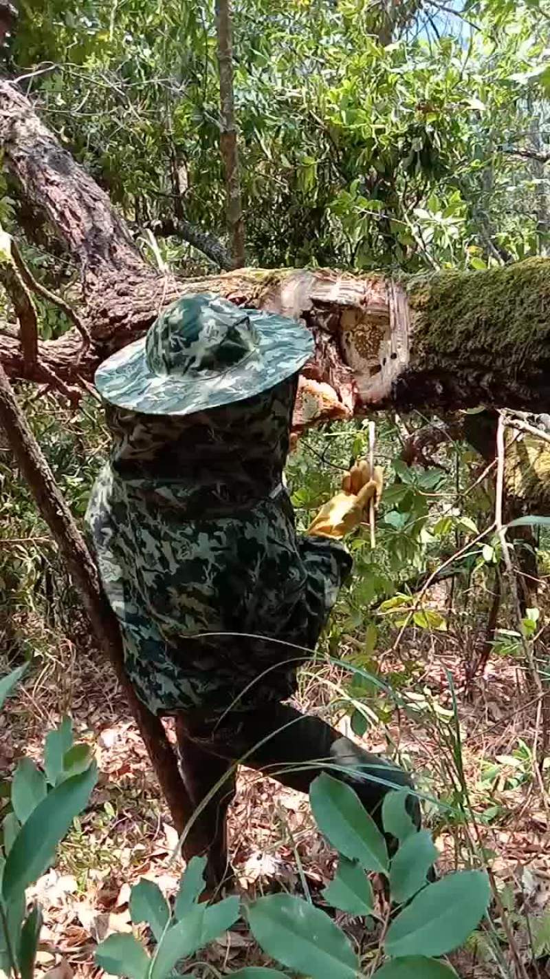 野生蜂蜜