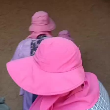 稻壳