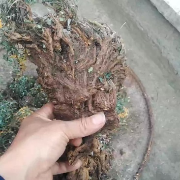 野生岩黄莲，肝病的克星