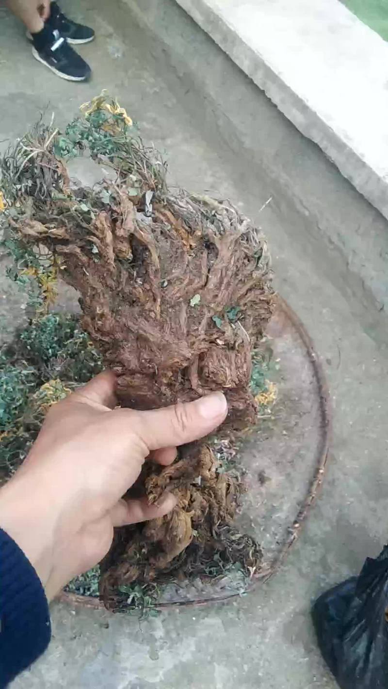 野生岩黄莲，肝病的克星