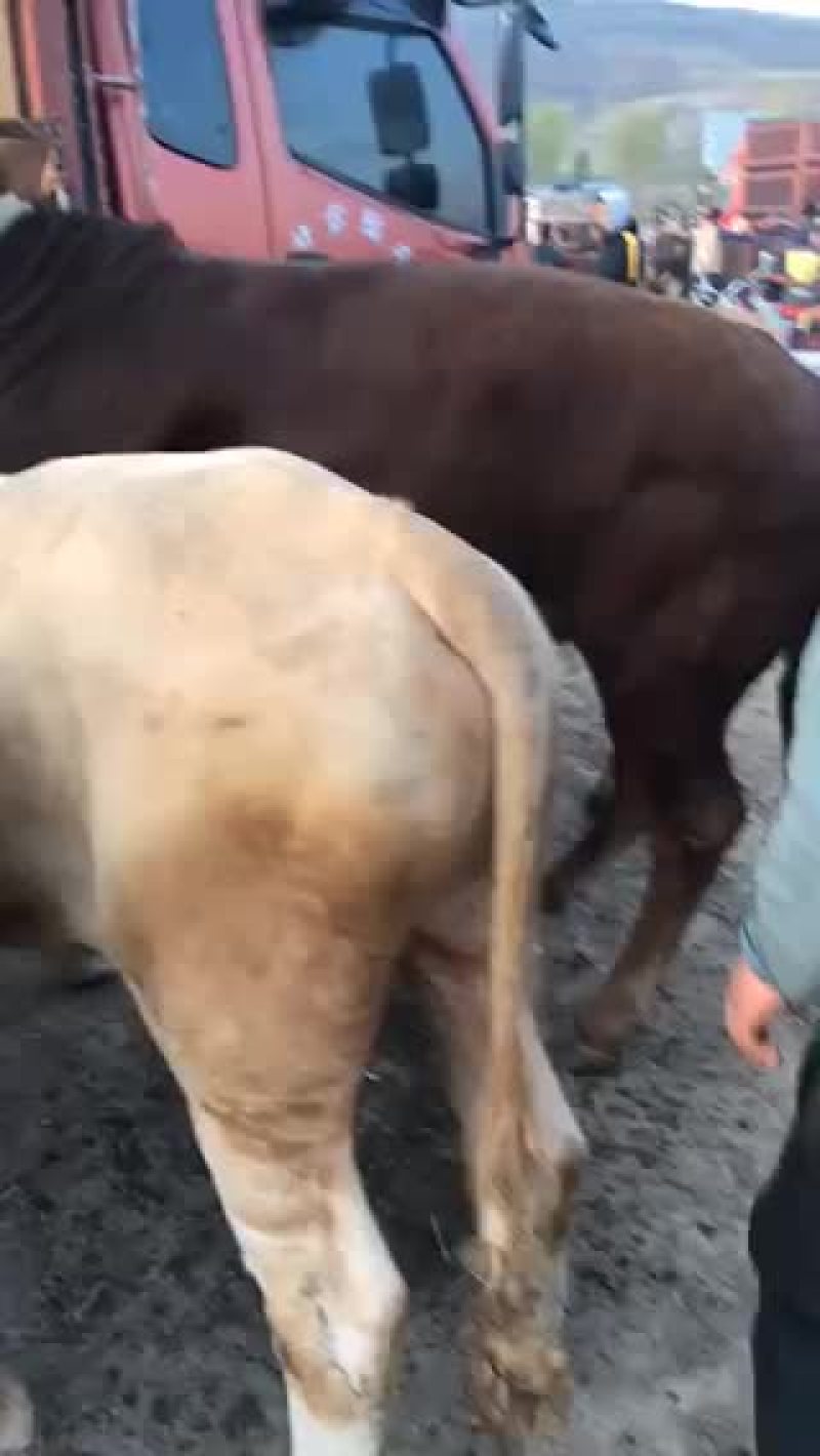 甘肃架子公牛西门塔尔