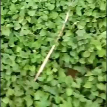 地瓜苗