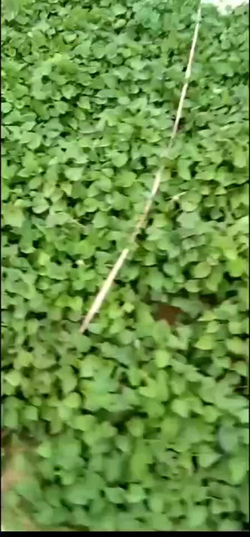 地瓜苗