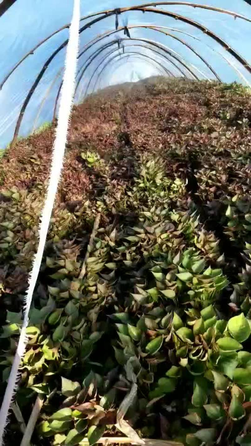 红薯苗