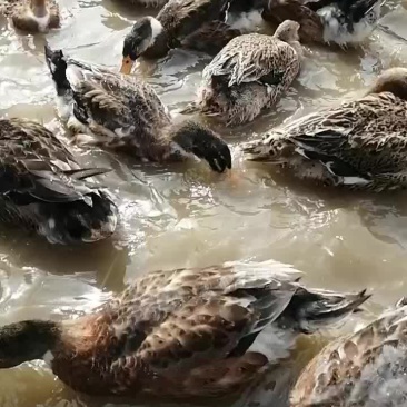 黄麻鸭