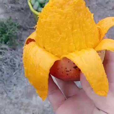 贵妃芒