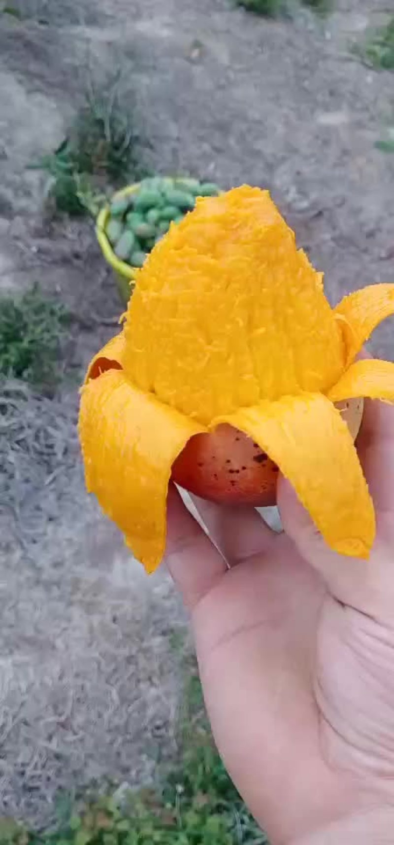 贵妃芒