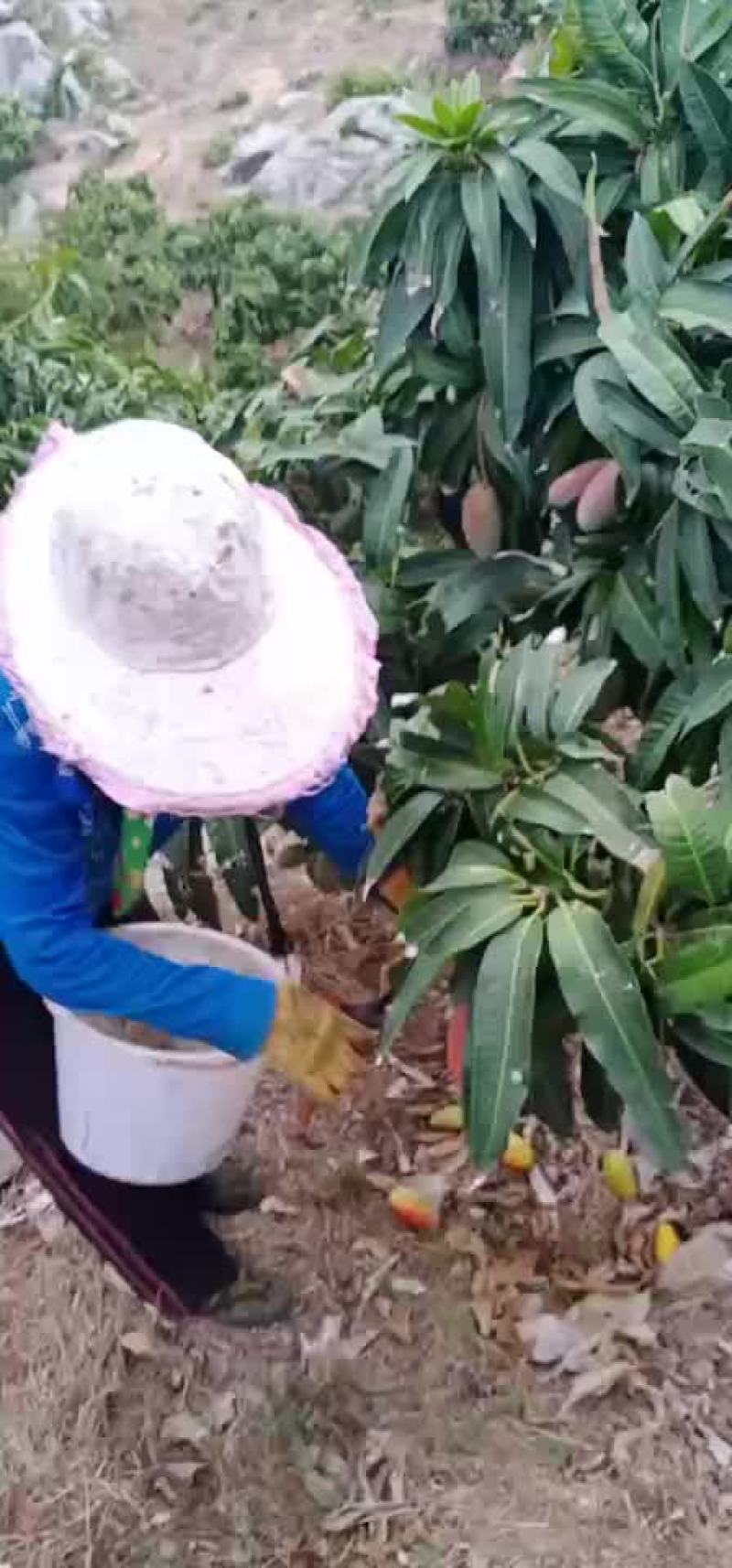 贵妃芒