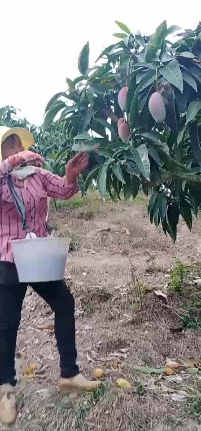 贵妃芒