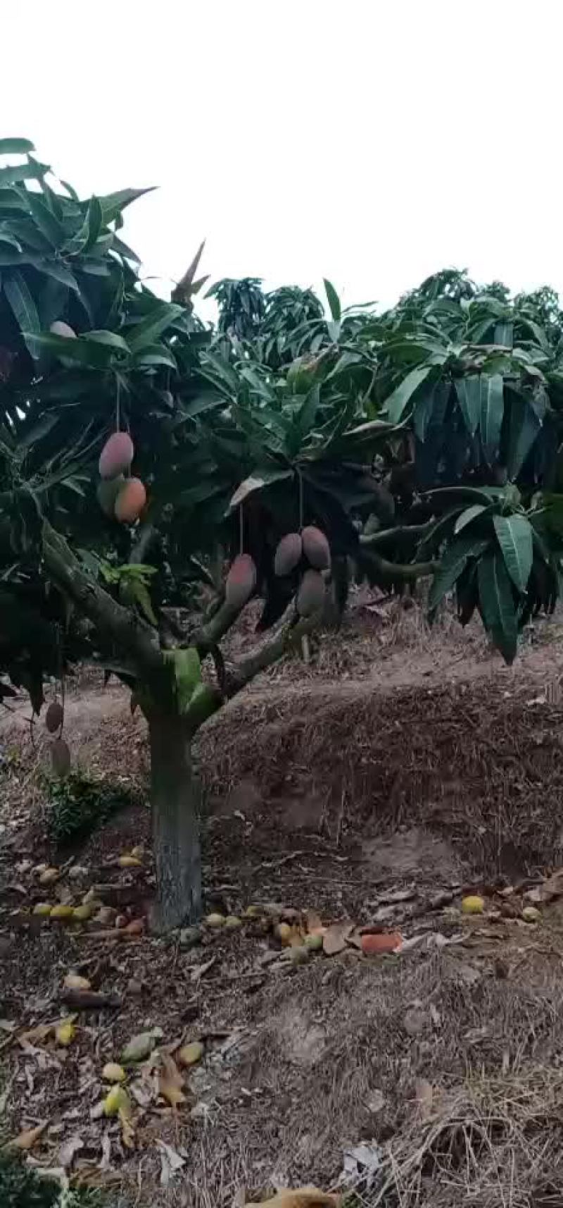 贵妃芒