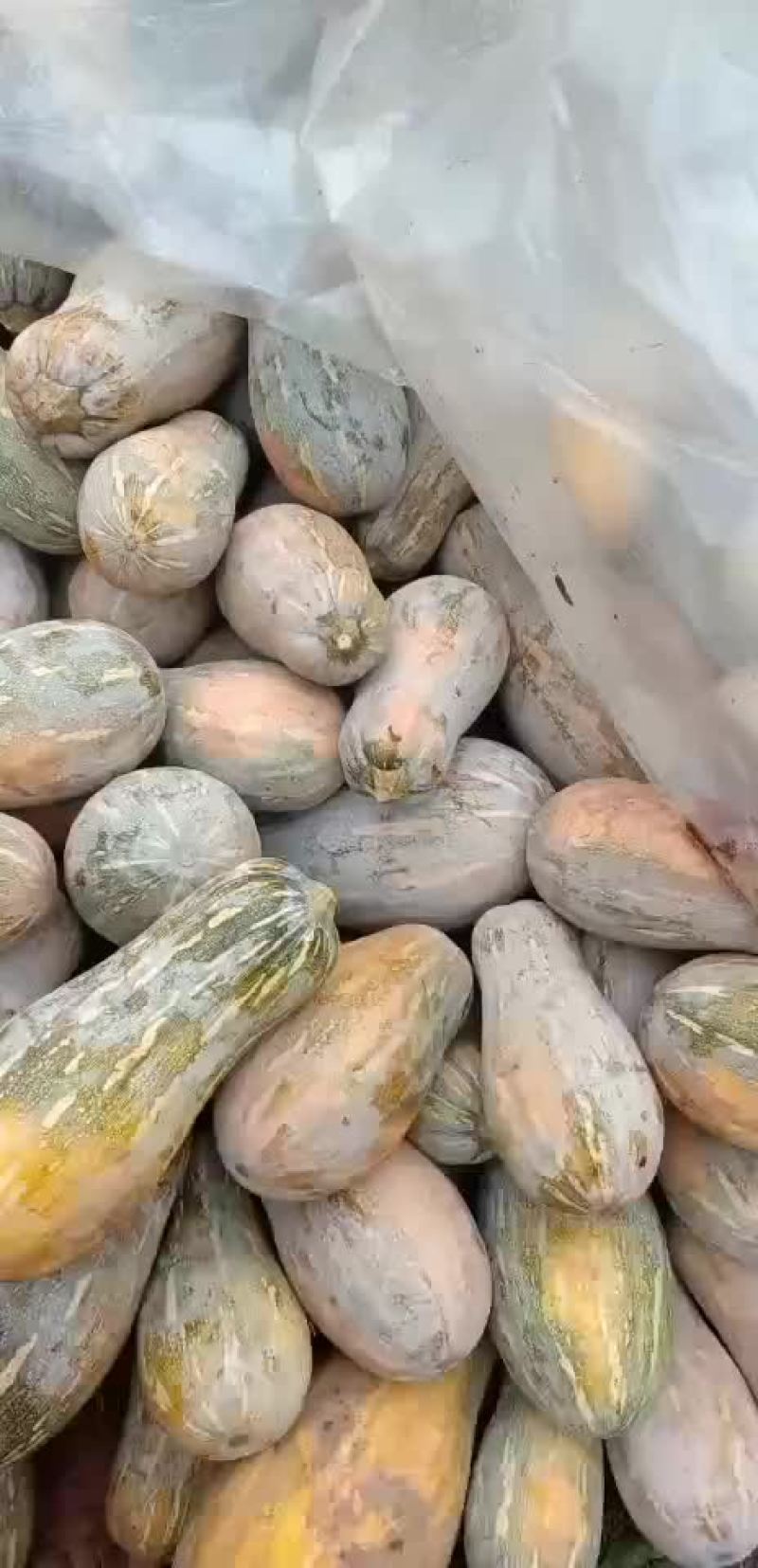 南瓜