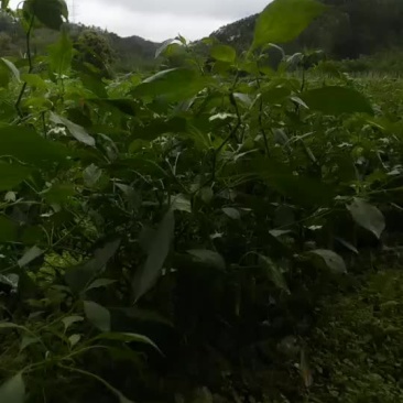 线辣3号椒8号椒螺丝椒尖椒上市中