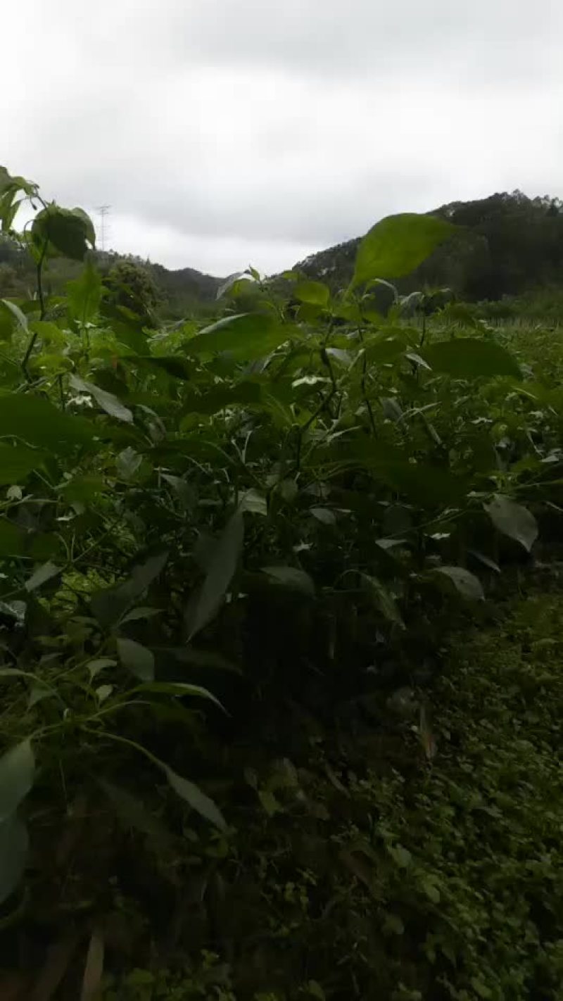 线辣3号椒8号椒螺丝椒尖椒上市中