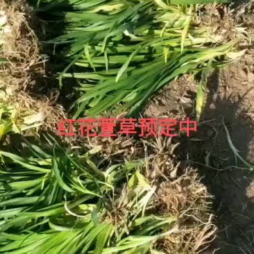 萱草