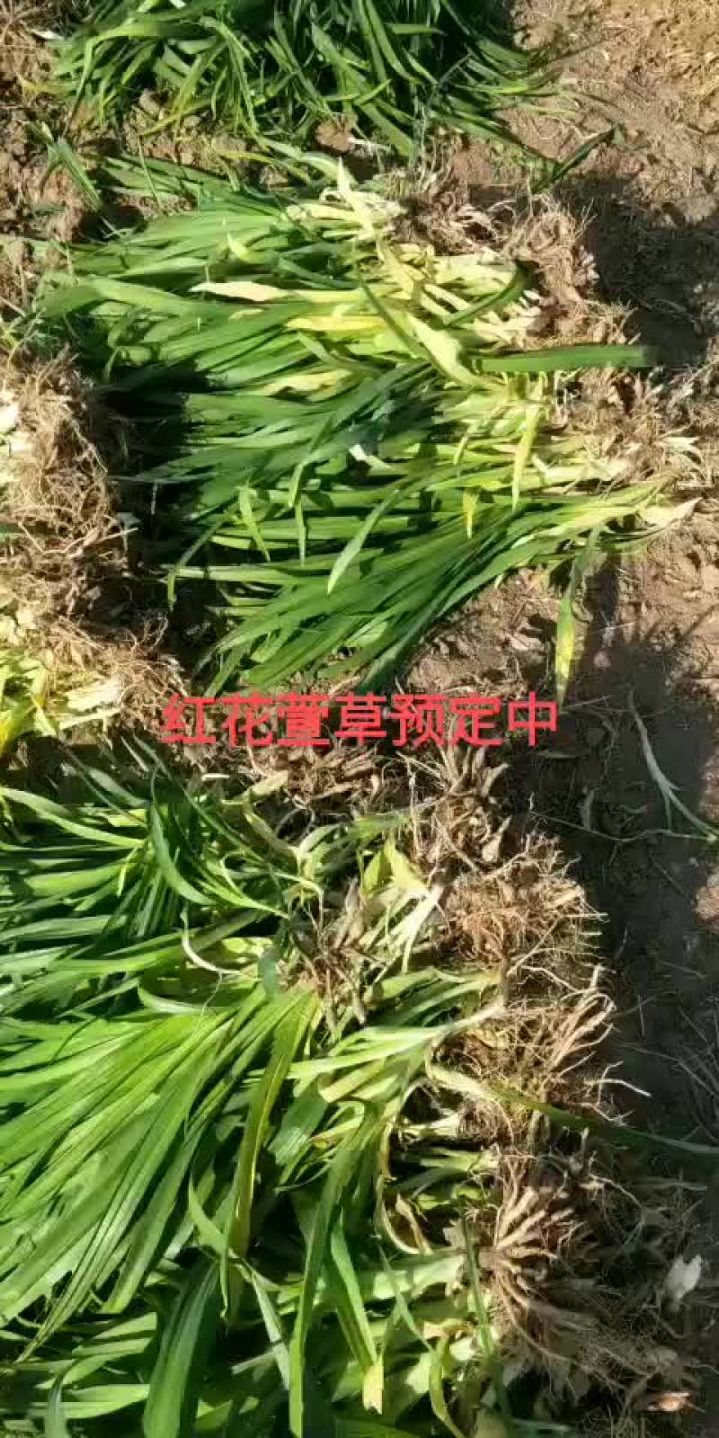 萱草