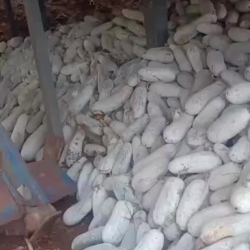 冬瓜