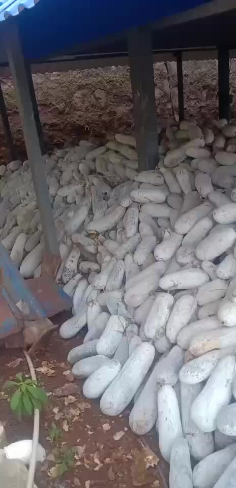 冬瓜