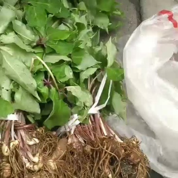 重楼苗