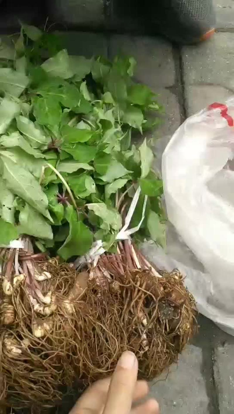重楼苗