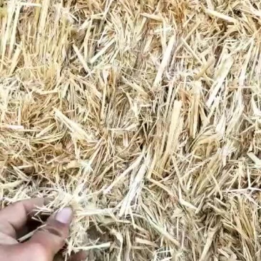 稻草大量出售各种规格稻草