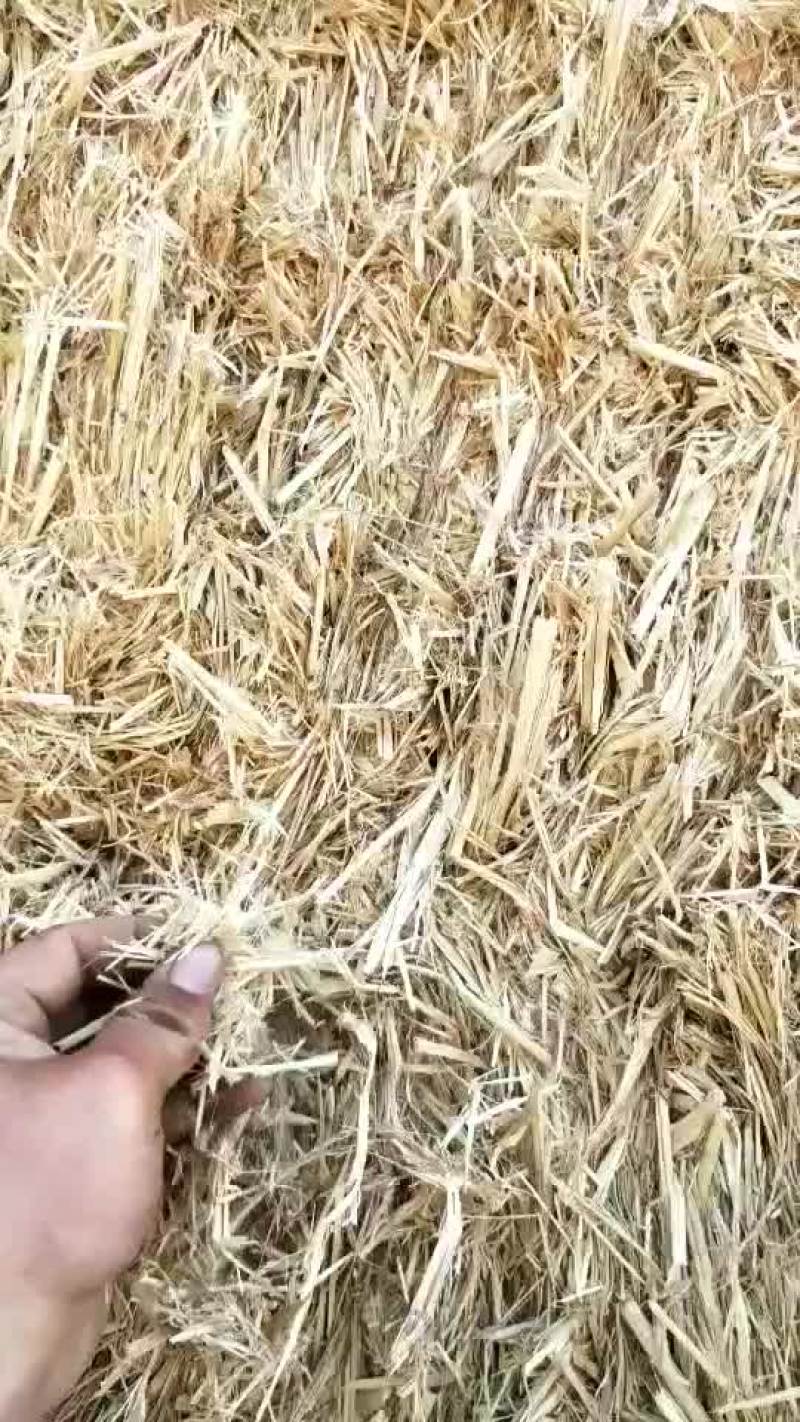 稻草大量出售各种规格稻草