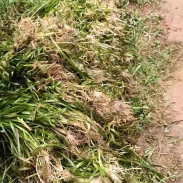 长叶苦草