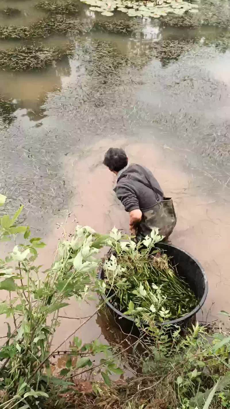 长叶苦草