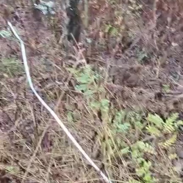 桉树