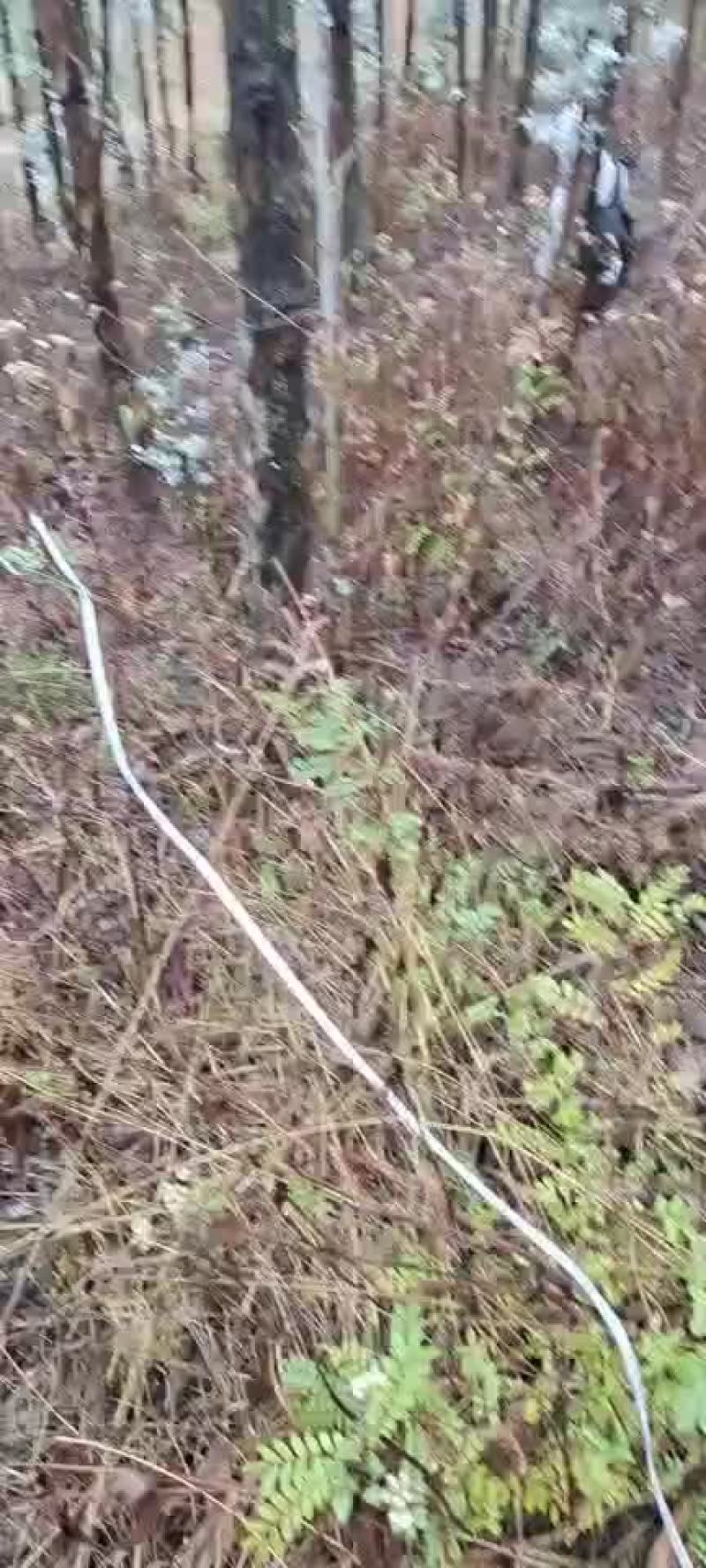 桉树